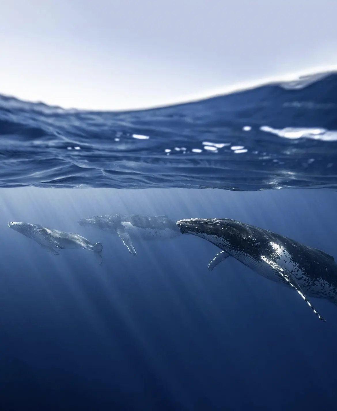 Humpback pod in Moorea